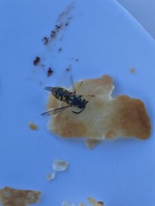 Is there anything more annoying than flies 3 