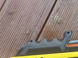Is there anything more annoying than flies? 4
